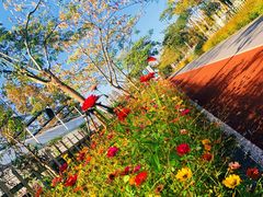 -上海长兴岛郊野公园