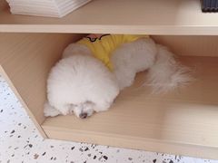 -瑞派康怡24h宠物医院·犬猫医疗中心·微创绝育(瑞景分院)