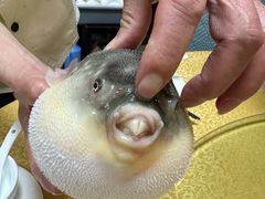 -长顺河豚馆(江洲东路)