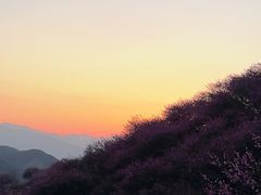 -新建村梅花