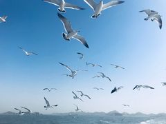 -海驴岛(荣成市)