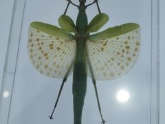 -上海昆虫博物馆