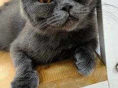 -李小姐の猫咖啡馆(五角场店)