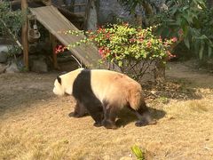-灵玲国际马戏城