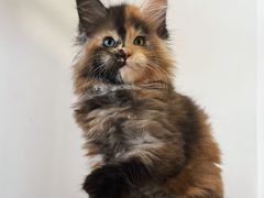 -御宝贝·A梦猫科宠物医院(国际猫友好医院)