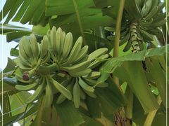-云溪植物园