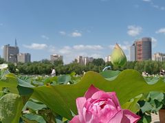 -莲花池公园