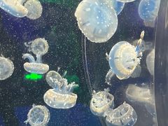 -海合安成都极地海洋公园