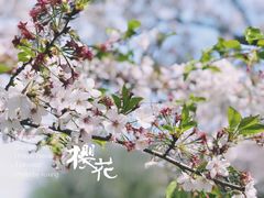 -高东镇樱花园