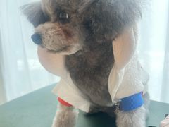 -帕帕拉兹宠物(亚洲旗舰店)