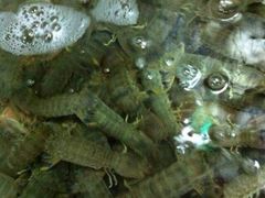 赖尿虾，肥肥的，益街坊-浪琴湾尾角仔海鲜坊