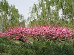 -元大都城垣遗址公园