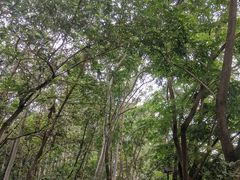 -福神岗公园