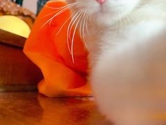-袖虎·猫馆(体育西路店)