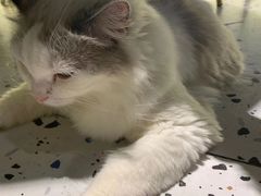 -喵喵咪呀布偶猫咖(春熙路店)