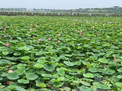 -天津东丽湖风景区