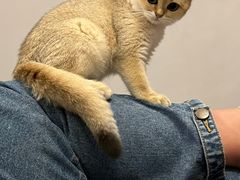 -伟伟宠物医院·CT影像中心·瑞派犬猫综合性门诊(汉口总院)
