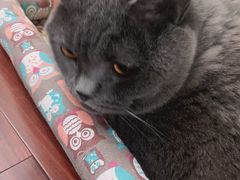 -芭比堂宠物医院·全科爱猫医院·仁德分院