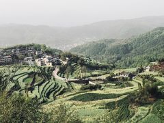 -桑洲油菜花景区