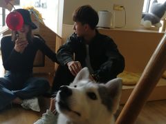 -Husky Go! 哈士奇体验馆·宠物咖啡厅狗咖