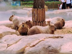 -北京野生动物园