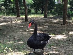 -北京麋鹿生态实验中心