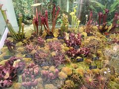 -中国科学院西双版纳热带植物园