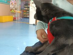 -天使宠物医院·犬猫分诊(彩虹店)