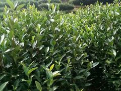 -春禾缘茶业(合生城邦四街坊店)