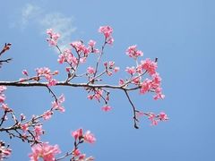 -深圳仙湖植物园