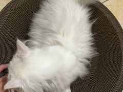 -纳吉亚猫专科动物医院·北北分院