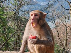 -黔灵山公园