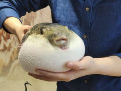 -鲐赏河豚(长寿店)