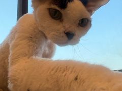 -有喵·猫咖·狗咖·30几只猫10只小狗(岗厦店)