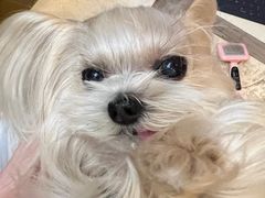 -美联众合爱康动物医院•复杂内科•肿瘤科•牙科•腔镜诊疗中心