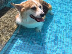 -汪说喵讲宠物乐园宠物酒店(红星美凯龙店)