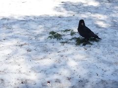 -北海道厅旧本厅舍(旧本庁舎)