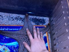 -暹罗海洋世界