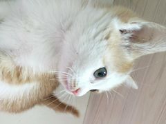 -瑞派康怡24h宠物医院·犬猫医疗中心·微创绝育(瑞景分院)