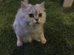 -纳吉亚猫专科动物医院博雅分院