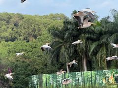 -深圳野生动物园