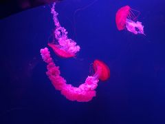 -西安曲江海洋极地公园