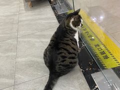 -派特宠物医院(圆融广场店)