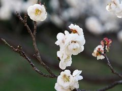 -梅花山(明孝陵内)