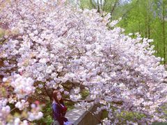 -樱花山风景区
