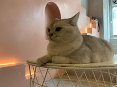 -猫儿山۰猫主题餐厅