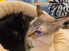 -遇见羊驼·奶狗咖·布偶猫咖·法斗柯基柴犬阿拉斯加(春熙路太古里IFS店)