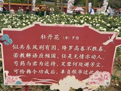 -曹州牡丹园
