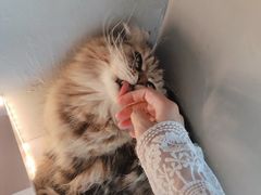 -猫儿山۰猫主题餐厅