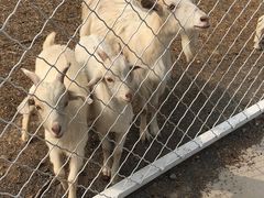 -大连铭湖国际观光牧场